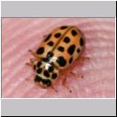 Anisosticta - Neunzehnpunkt 01.jpg